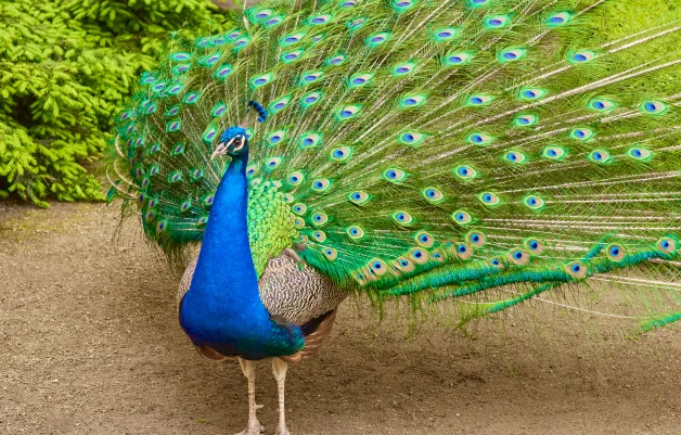 Birdwatcher&rsquo;s Paradise